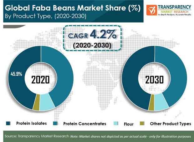 Faba faba
